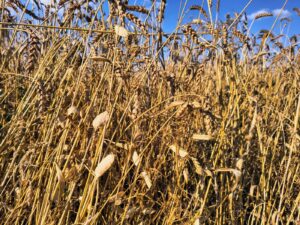 consociazioni nei seminativi