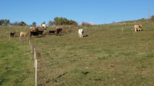 Pascolamento razionale