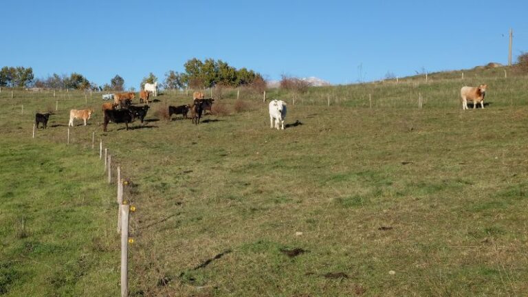 Pascolamento razionale